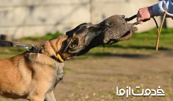 چگونه سگ ولگرد را اهلی کنیم